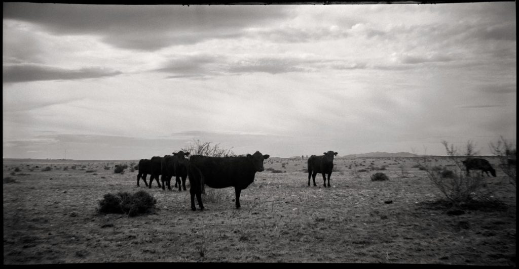 Panorama of cows made with an Agfa Chief Film Camera