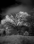 infrared photograph of a tree infront of clouds