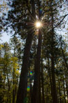 sun shining through red pines at scenic state park in minnesota