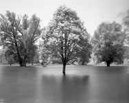 photo of trees in flood