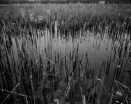 pinhole photograph of cattails at dusk